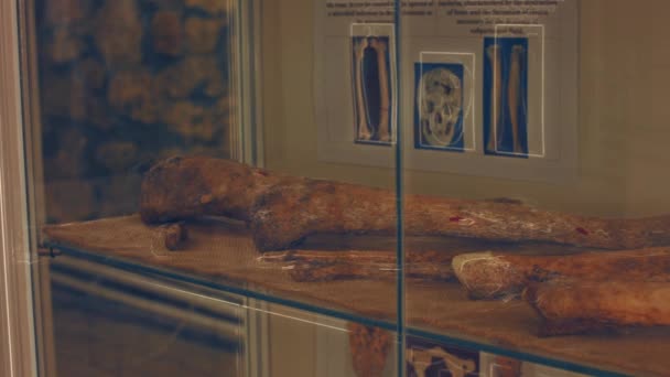 Ludzkie Kości Zostaną Zbadane Muzeum Archeologii Majów Przodek Majów Bones — Wideo stockowe