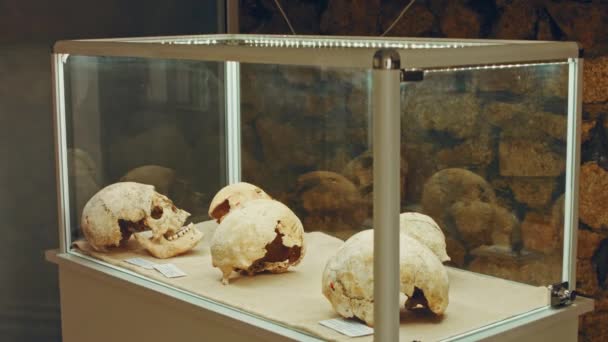 Menschenschädel Einer Vitrine Antiker Horrorladen Gruselige Museumsknochen — Stockvideo