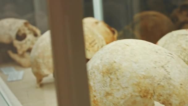 Vitrindeki Insan Kafatası Antik Korku Dükkanı Korkunç Müze Kemikleri — Stok video
