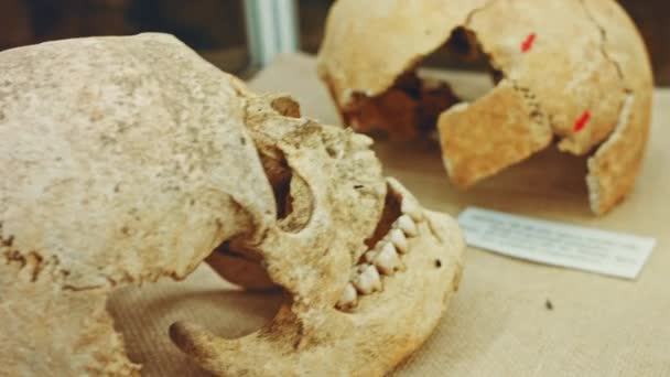 Calavera Humana Escaparate Antigua Tienda Terror Espantosos Huesos Del Museo — Vídeos de Stock