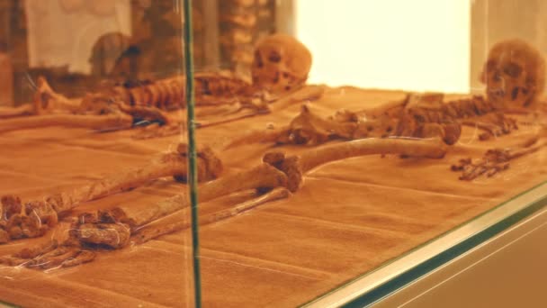 ショーケースの中の人間の頭蓋骨 古代のホラーショップ 怖い博物館の骨 — ストック動画