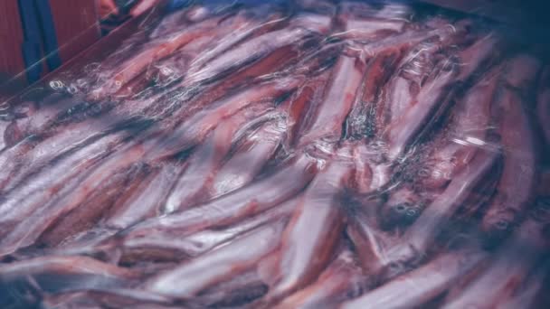 红鱼鳟鱼在商店里出售 美味和健康的海产食品 — 图库视频影像