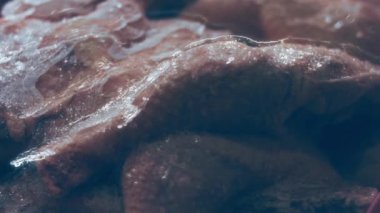 Eldivenli ellerin yakın plan görüntüsü tavuk bacağını bir kutudan ayrı plastik poşetlere paketliyor. Evde daha fazla kullanılmak üzere dondurulmuş etin süreci. Işık oynatma ile 4k video