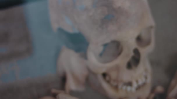 Une Exposition Crâne Humain Musée Crâne Humain Réel Période Médiévale — Video