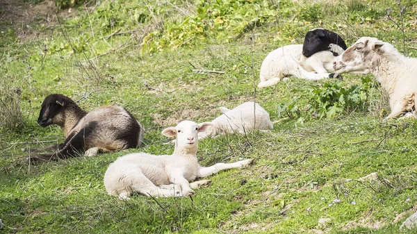 Payoya Moutons Reposant Dans Une Prairie Dans Sierra Grazalema Cadix — Photo