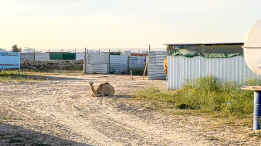 Camel walking in Kuwait desert 