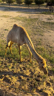 Camel walking in Kuwait desert 