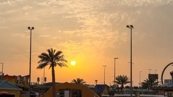 palm trees on the background of a beautiful sunset in kuwait