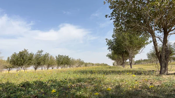 beautiful garden with trees in Kuwait and blue sky clouds 