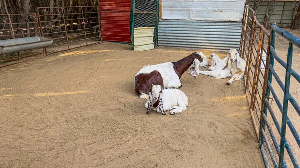 Kid goats nurse from their mother on a dirt surface in my farm