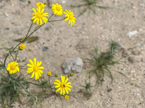 spring flowers in Kuwait City