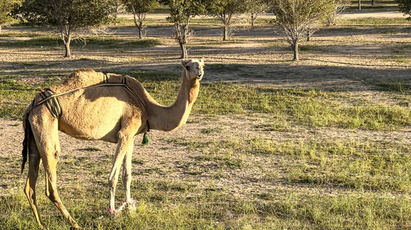 Camel walking in Kuwait desert 