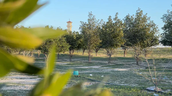 Ormandaki ağaçların üstündeki gökyüzü