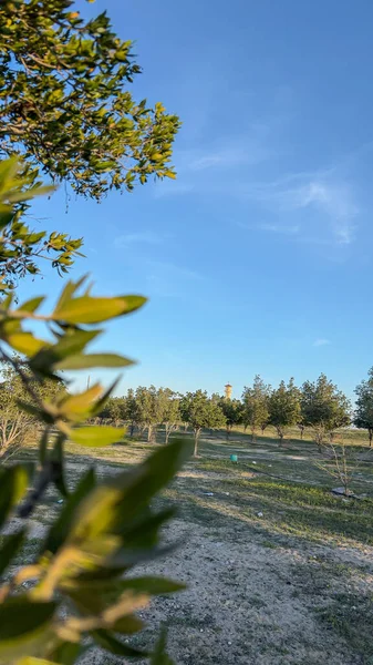 Ormandaki ağaçların üstündeki gökyüzü