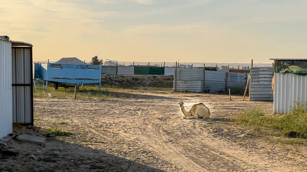 Camel walking in Kuwait desert 