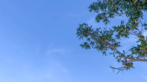 Ormandaki ağaçların üstündeki gökyüzü