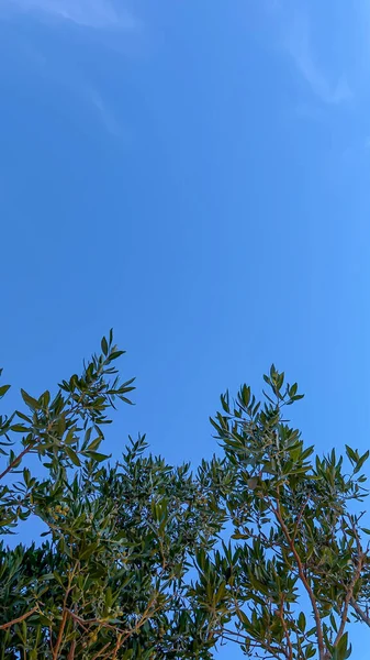 Ormandaki ağaçların üstündeki gökyüzü