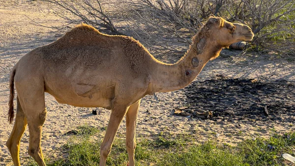 Camel walking in Kuwait desert 