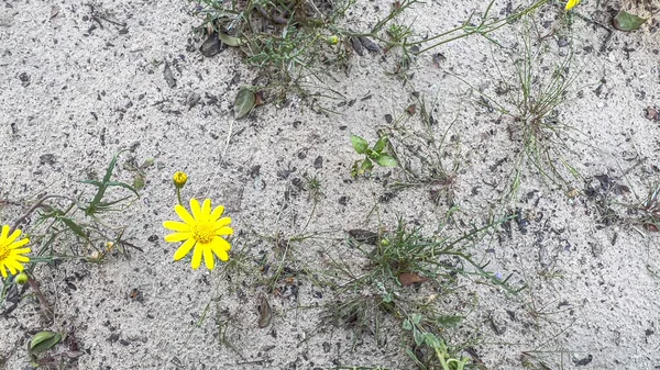 spring flowers in Kuwait City
