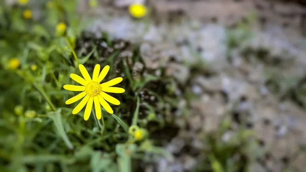 Arfaj spring flowers in Kuwait City