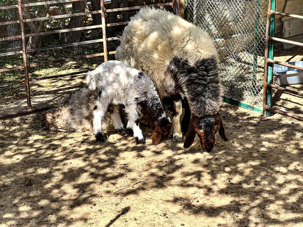  Sheep child and mother in Kuwait desert 