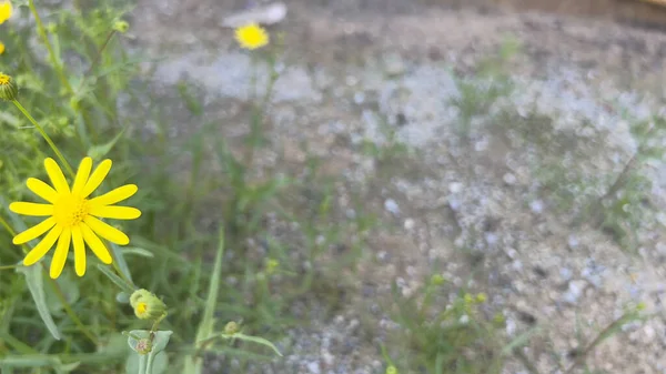 Arfaj spring flowers in Kuwait City