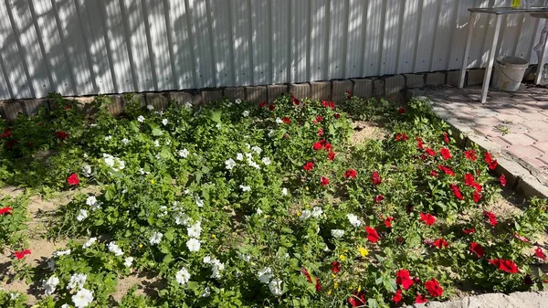 spring flowers in Kuwait City