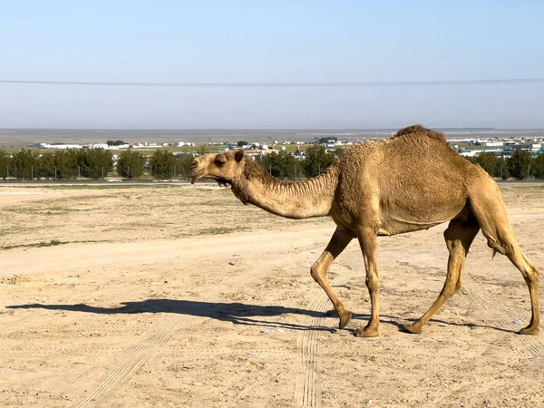 Camel walking in Kuwait desert 
