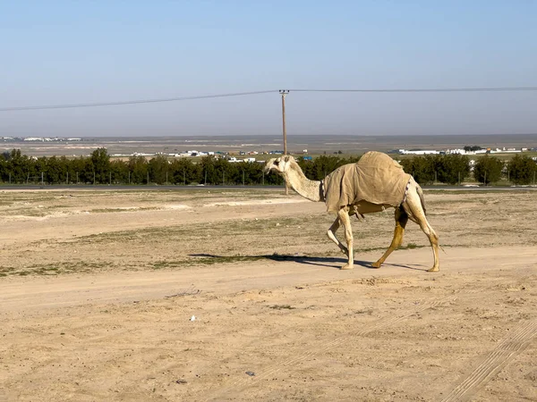 Camel walking in Kuwait desert 