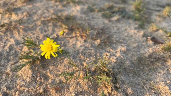 Arfaj spring flowers in Kuwait 