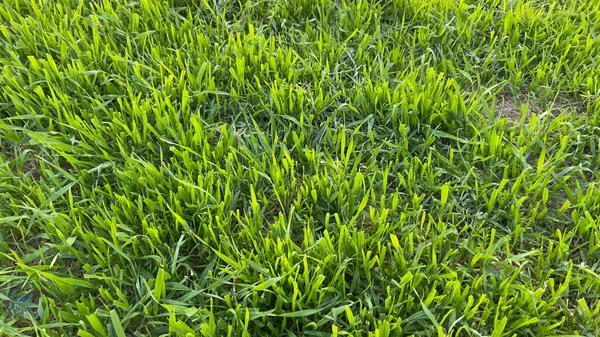 Yeşil çimenler yakın plan. Rüzgarda sallanan otlar
