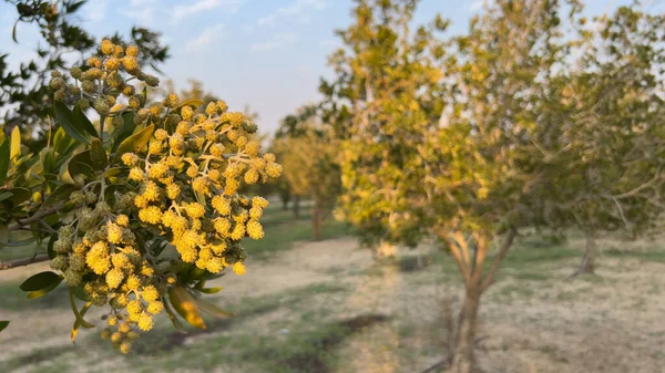 Fruit on Tree Branch. The Foliage on the Background