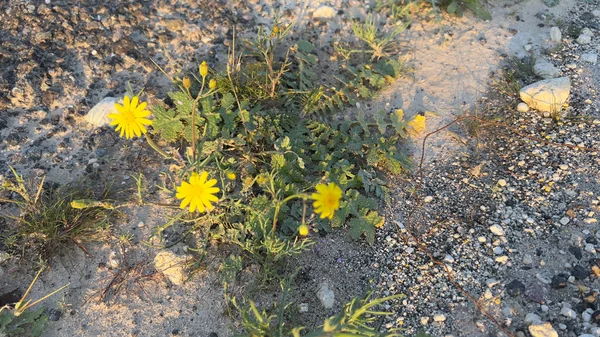 Arfaj spring flowers in Kuwait 