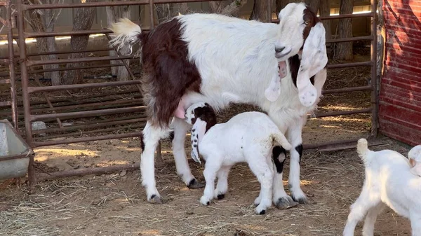 Kid goats nurse from their mother on a dirt surface in my farm
