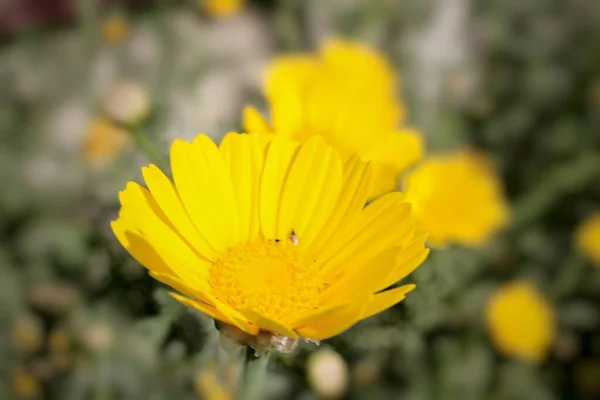 Arfaj spring flowers in Kuwait City