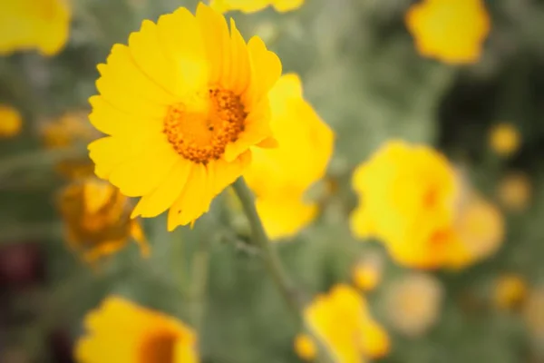 Arfaj spring flowers in Kuwait City