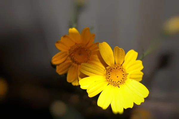 Arfaj spring flowers in Kuwait City