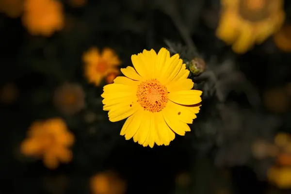 Arfaj spring flowers in Kuwait City