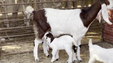 Çiftlikte sütle keçi