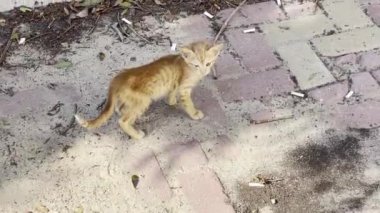 Küçük Sokak Kedisi, Kuveyt 'te poz veriyor.