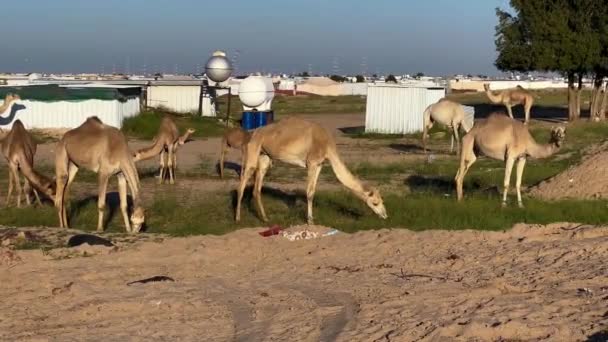 Καμήλα Είναι Ένα Μικρό Ζώο Την Άμμο Στην Έρημο Καμήλα — Αρχείο Βίντεο