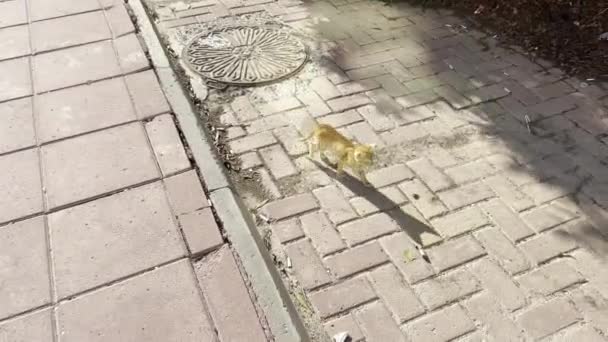 Little Street Cat Berpose Untuk Fotografi Jalan Kuwait — Stok Video