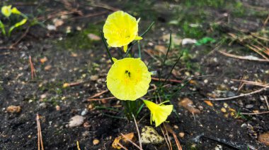 Bahçede sarı çiçekler Paris, Fransa