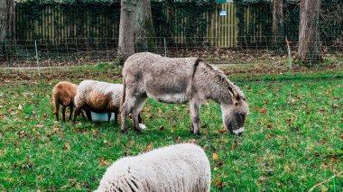 Otlakta otlayan koyunlar. Paris, Fransa