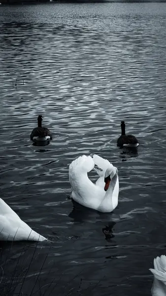 Paris, Fransa 'da bir gölde siyah beyaz kuğu