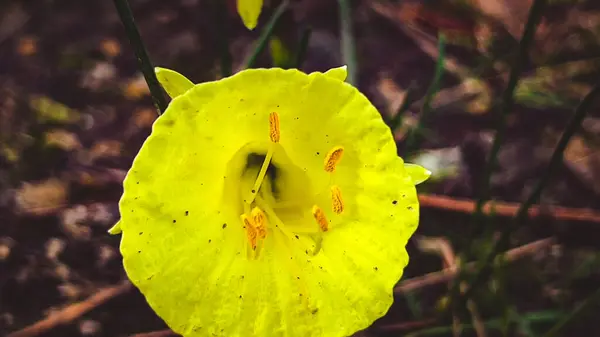 Sarı çiçek yaprakları yeşil çimlerde bahçede baharda Paris, Fransa