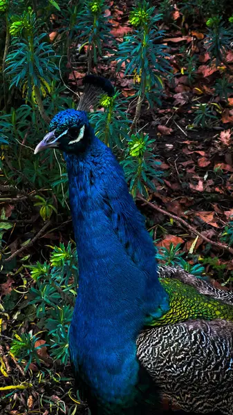Ormanda tavus kuşu Paris, Fransa