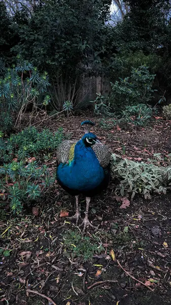 Bahçede tavus kuşu Paris, Fransa