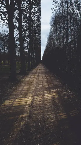 Paris, Fransa ormanlarındaki bir yolun dikey görüntüsü.