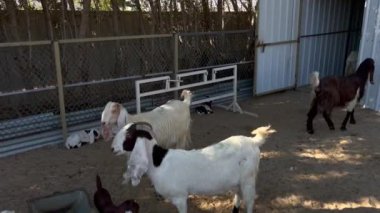 Çiftlikteki keçi Kuveyt